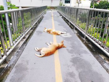 View of ducks on road in city