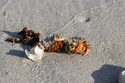 Close-up of 2 crabs on sand