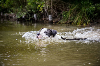 Dog in a lake