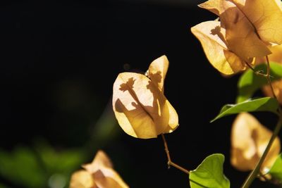 Close-up of yellow flowering plant leaves