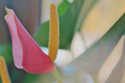 Close-up of pink flower