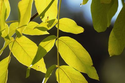 Close-up of yellow leaves