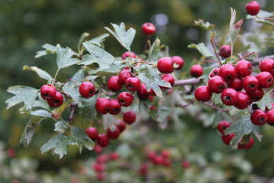 Close-up of berries growing on tree