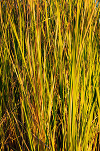 Close-up of crops growing in field