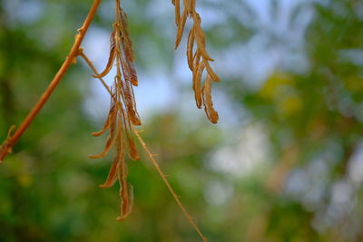 Close-up of plant against blurred background