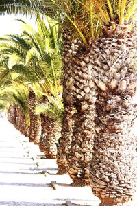 Palm trees against sky