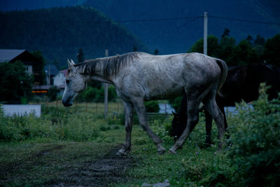 A grey horse in the night