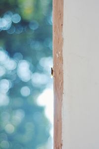 Close-up of insect on wall