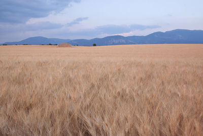 Scenic view of wheat field against sky