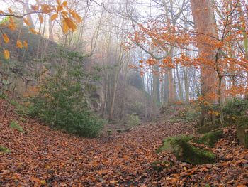 Close-up of trees in forest