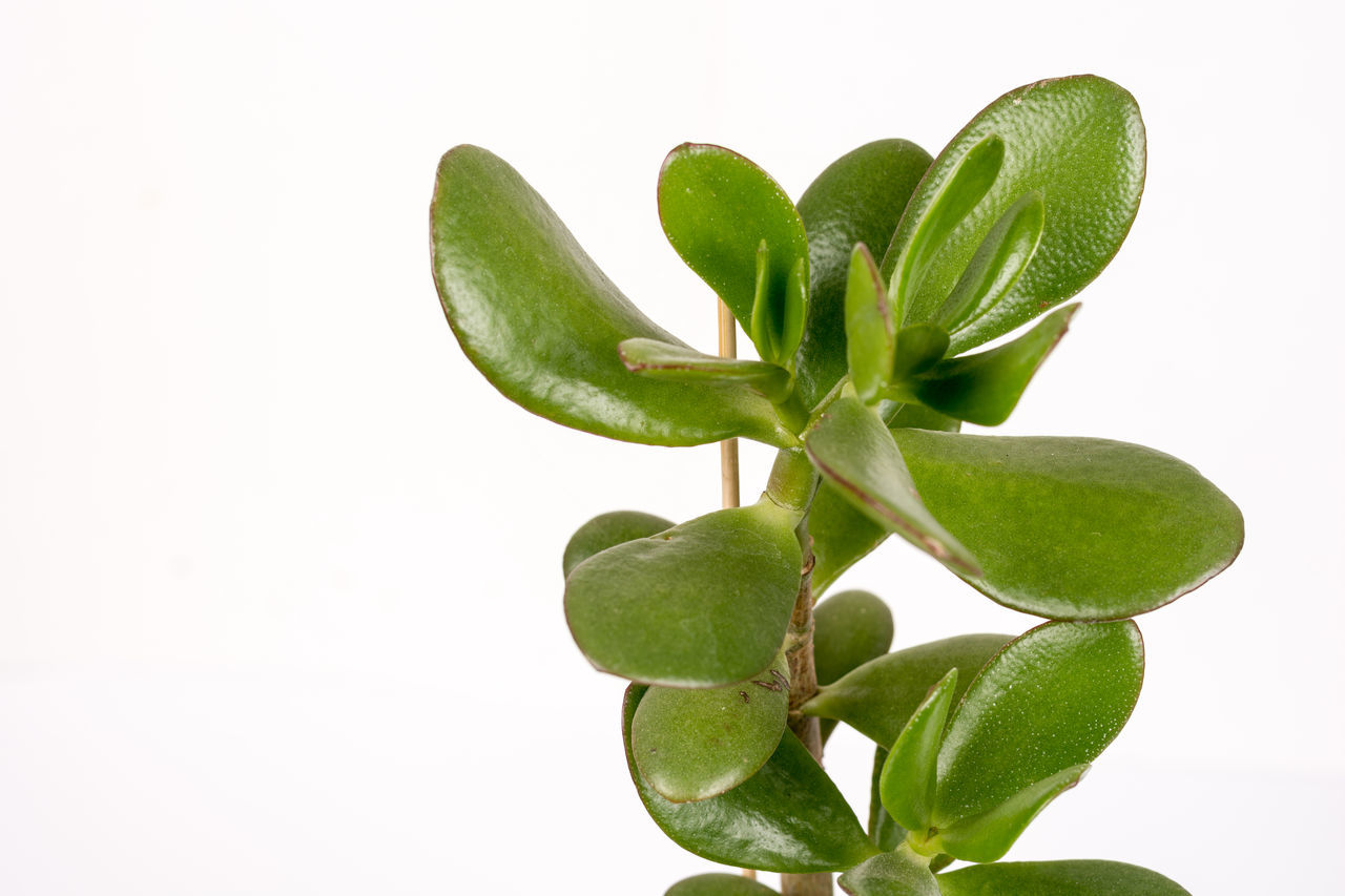 CLOSE-UP OF SUCCULENT PLANT AGAINST GRAY BACKGROUND