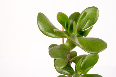 Close-up of succulent plant against white background