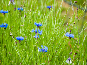 Close-up of purple flowering plants on field