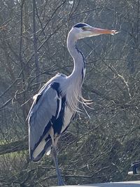 High angle view of bird perching on tree