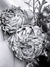 Close-up of hand holding flowers