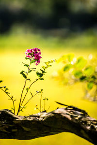 Close-up of flowers against blurred background