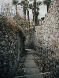 Narrow footpath amidst trees