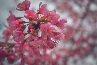 Close-up of pink cherry blossoms