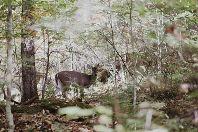 Horse in forest