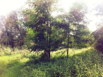 Trees on grassy field