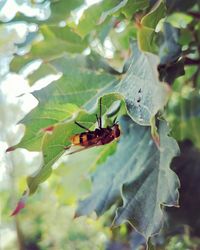 Close-up of insect on leaf