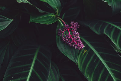 Close-up of pink flowering plant leaves