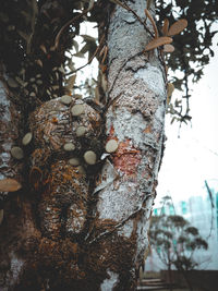 Low angle view of vegetables on tree