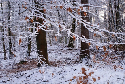 Snow covered tree in forest during winter