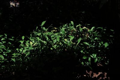 Close-up of plants growing on field