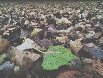 Full frame shot of tree stump