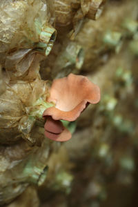 Close-up of hand holding leaves