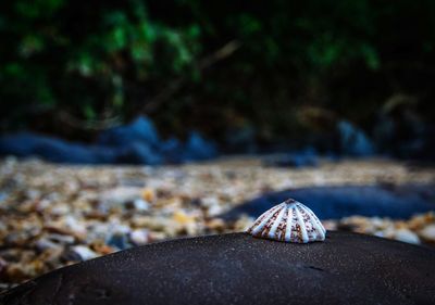 Close-up of shell on rock