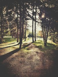 Trees in park