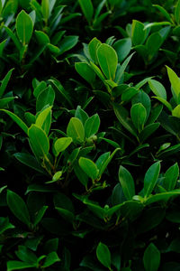 Full frame shot of green leaves