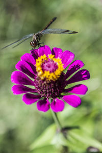 Close-up of honey bee on purple coneflower