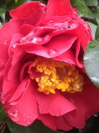 Close-up of pink rose