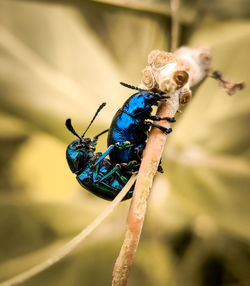 Close-up of insect on plant