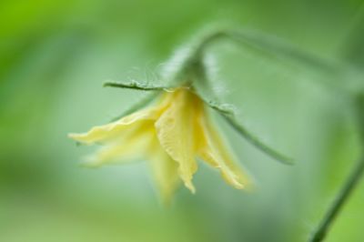 Close-up of yellow flower