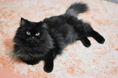 Portrait of black cat sitting