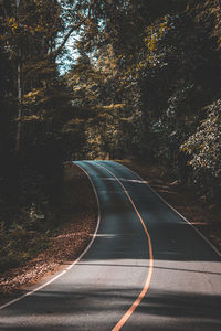 Empty road in forest