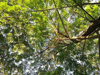 Low angle view of trees against sky