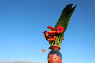 Low angle view of red flowering plant against blue sky