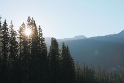 View of pine trees against sky