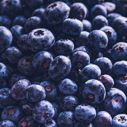 Surface is covered with a thick layer of blueberries. natural background. 