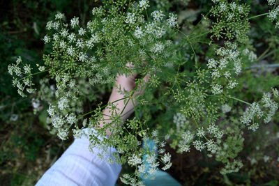 Close-up of person holding plant