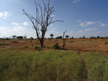 Trees on field against sky