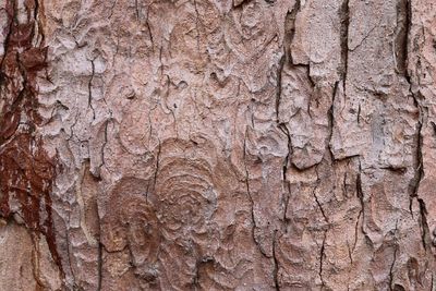 Full frame shot of tree trunk