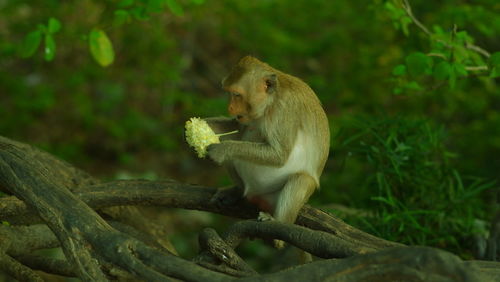 Monkey sitting on tree