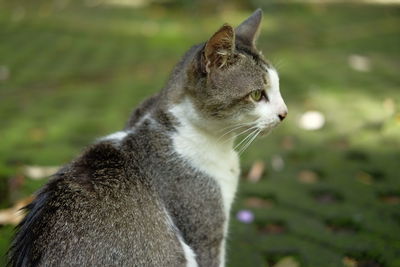 Close-up of a cat looking away
