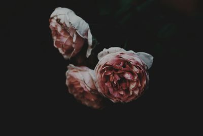 Close-up of wilted roses against black background